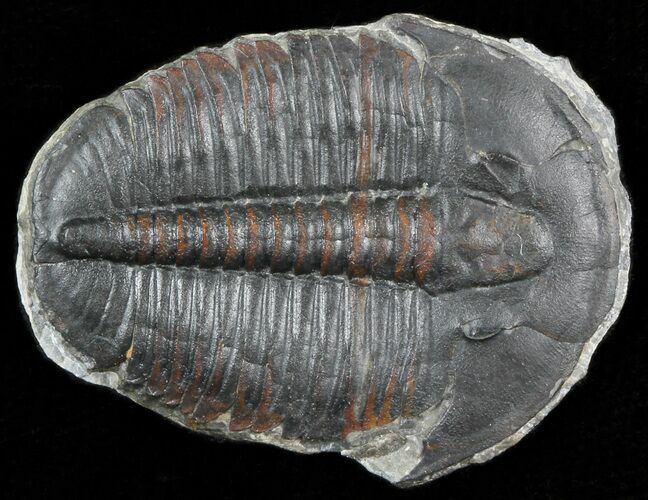 Elrathia Trilobite Fossil - Utah #45976